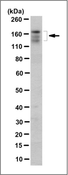 Anti-ABCB11 Antibody, clone 10D4.1 | MABS1193
